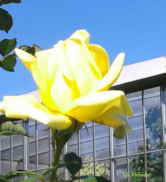 Rose vor dem Gewächshaus im Bot. Garten von Augsburg. | Foto: Iris Alefelder