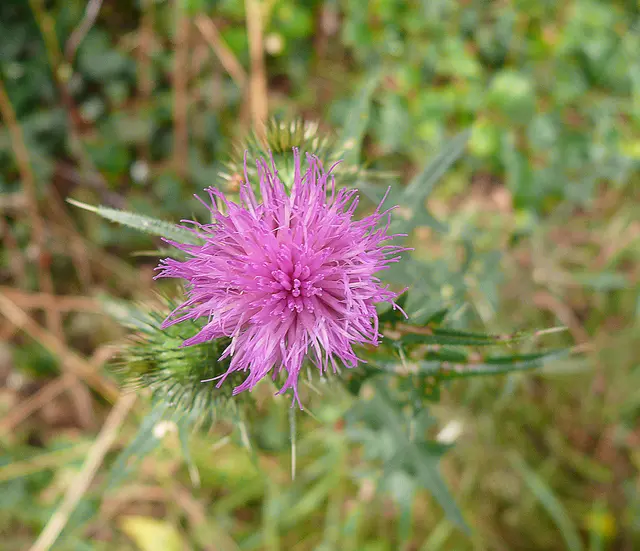 Gewöhnliche Kratzdistel (Cirsium vulgare)