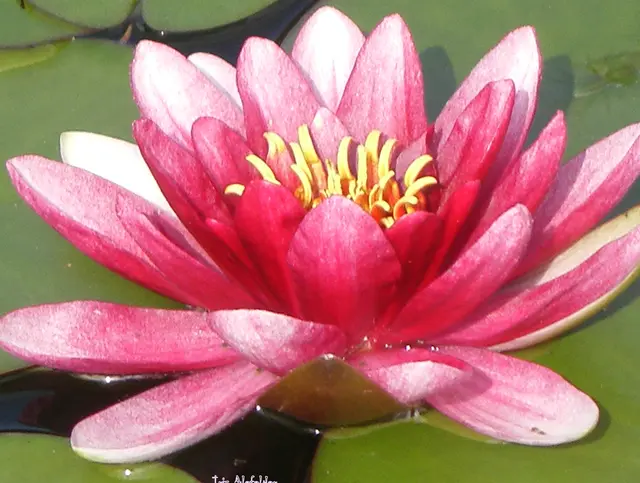 Eine Seerose aus dem Jahr 2010. | Foto: Iris Alefelder
