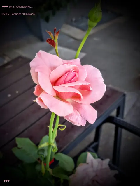 .... bin noch mal´ einige Meter zurück gelaufen, um
diese ROSE dann doch noch zu knippsen´

♥♥♥
im VORBEIGEHEN ...
am Straßenrand ...

einfach sooo´

SCHÖNEN Feierabend

2026@AnastasiA