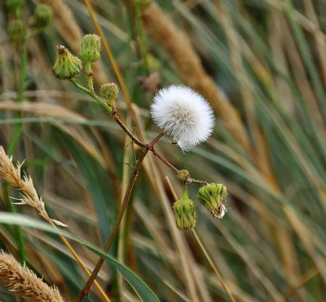 Pusteblume, möglicherweise Huflattich (0)