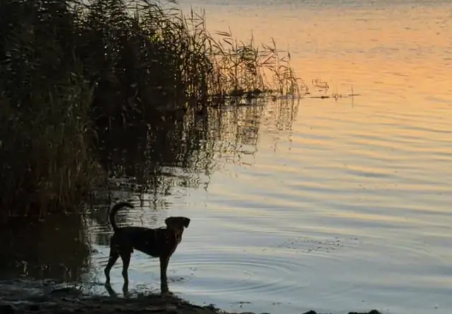 Ein kleiner Moment der Stille: Die Silhouette am Wasser und die sanften Spiegelungen zeigen, wie schön und friedvoll ein Spaziergang in der Natur sein kann. | Foto: Marie Paltian 
