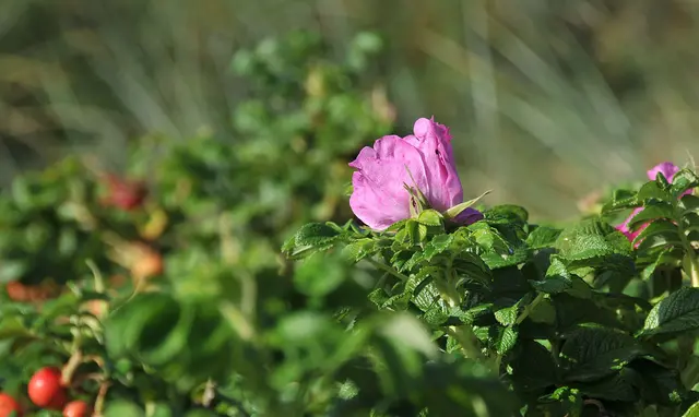 Kartoffel-Rose (Rosa rugosa, auch Apfel- oder Sylter Rose genannt)