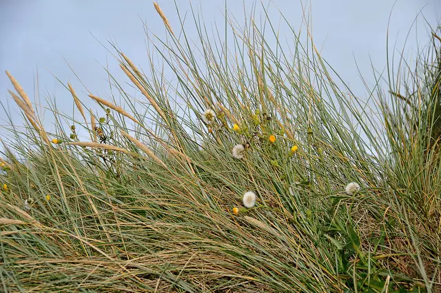 Düne in Henne Strand