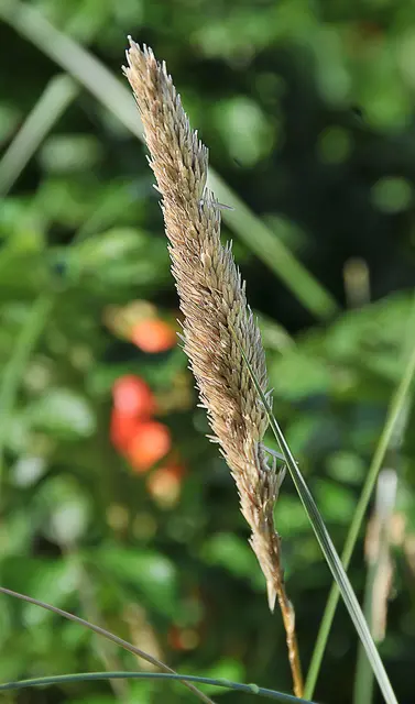 laut Internet wohl ein Wiesenfuchsschwanz (Alopecurus pratensis) 