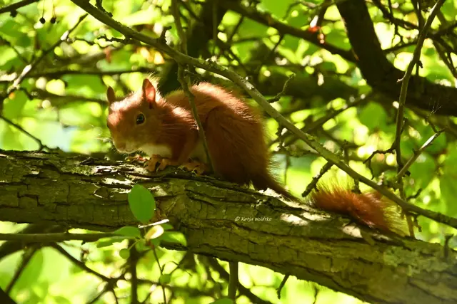 Berggarten Eichhörnchen