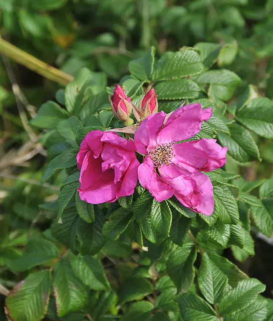 Kartoffel-Rose (Rosa rugosa)