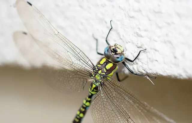 Es dürfte sich um eine  Blaugrüne Mosaikjungfer (Aeshna cyanea) handeln