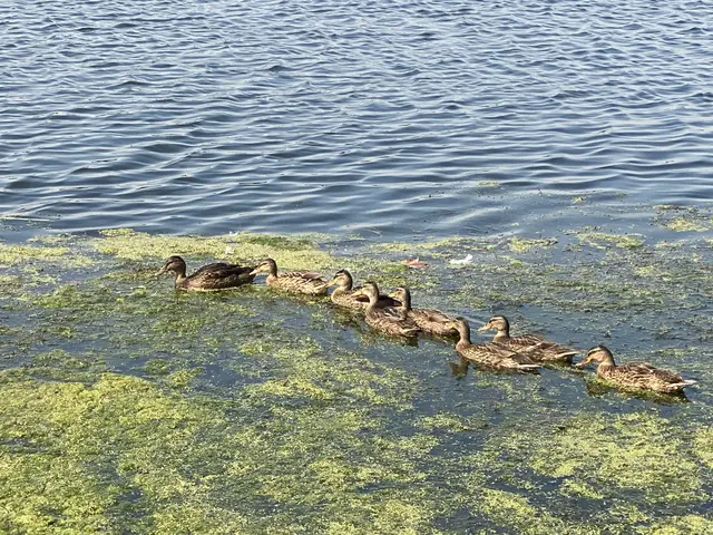 Enten
