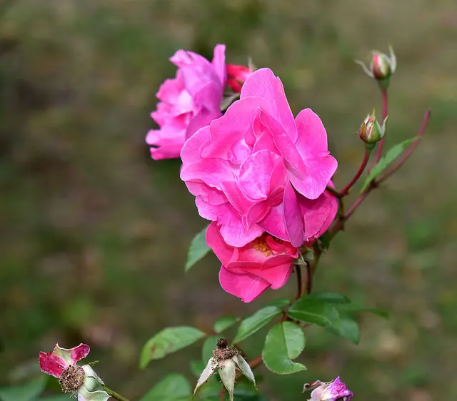 Gartenrose