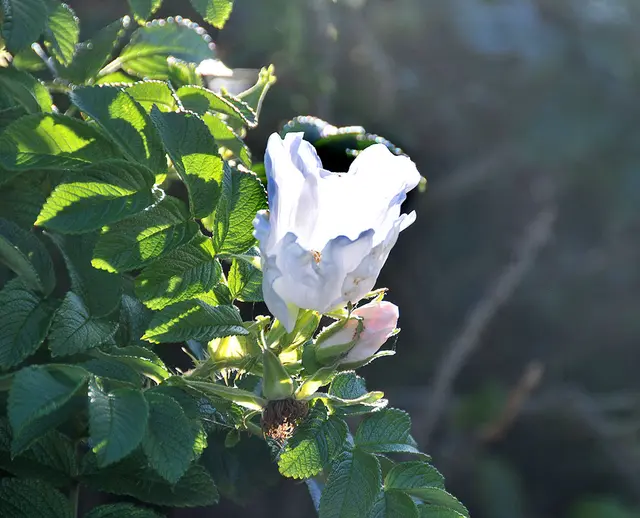 Wildrose, vermutlich eine Kartoffelrose