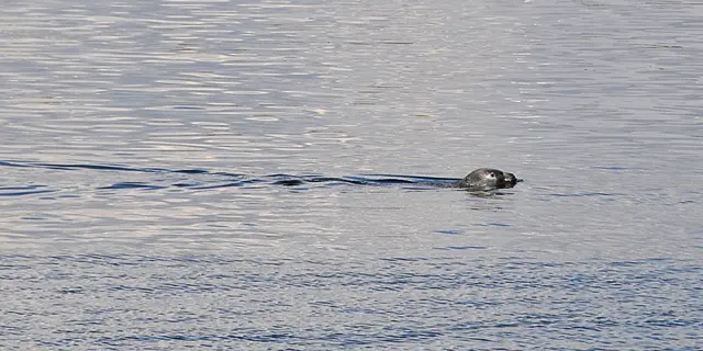 Leider ist dies auch nicht Nessie, sondern "nur" eine Robbe, die in der Nordsee vor Jütland herumpaddelte