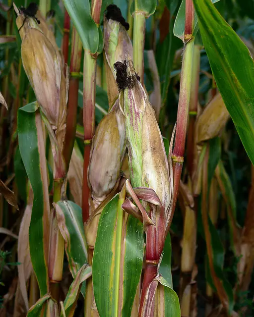 reifende Maiskolben (Zea mays) 