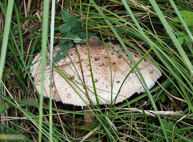 wahrscheinlich ein Gemeiner Riesenschirmling (Macrolepiota procera)