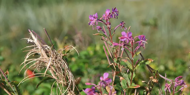  Schmalblättrige Weidenröschen (Chamaenerion angustifolium)