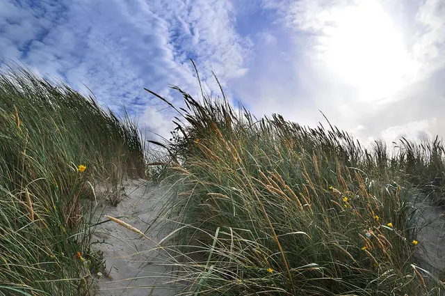 Bewachsene Dünen am Henne Strand