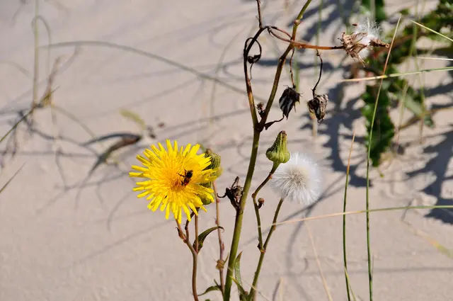vermutlich eine Acker-Gänsedistel (Sonchus arvensis), 