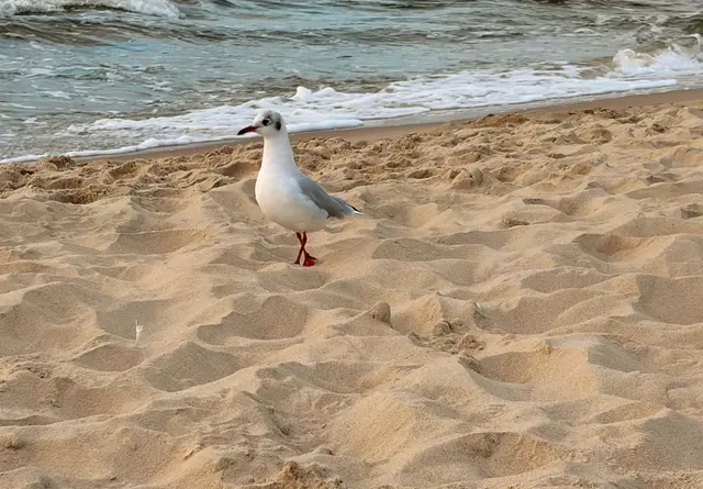 Mit den Füßen im warmen Sand und dem Rauschen der Wellen im Ohr. | Foto: Marie Paltian 