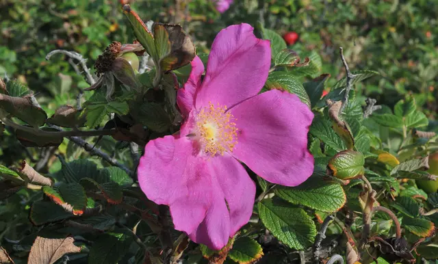 Blüte der Kartoffel-Rose (Rosa rugosa)