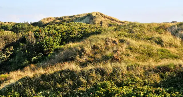bewachsene Dünen am Hennstrand