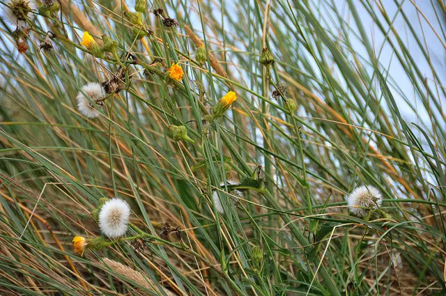 In den Dünen von Hennestrand