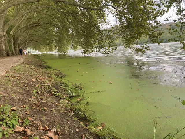 Wasserpest und Entengrütze explodieren gerade.  | Foto: Umbehaue 