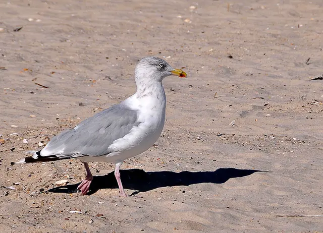 Am Nordseestrand in Dänemark