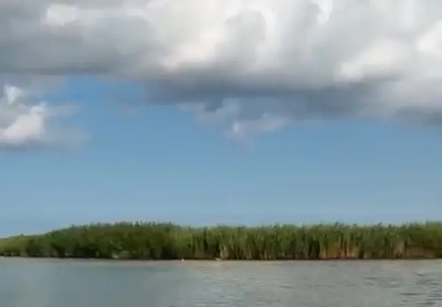 Ein leicht vernebelter Blick über das Schilfufer, wo Himmel und Wasser im sanften Dunst verschmelzen.