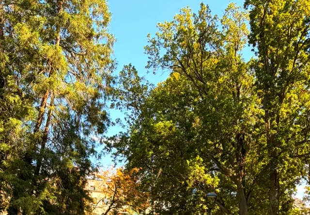 Ein träumerischer Blick empor ins grüne Blätterdach und die Weite des blauen Himmels.