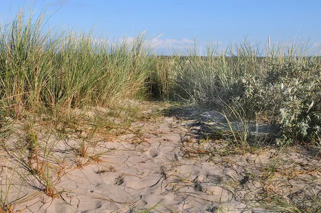 Am Henne Strand auf Jütland