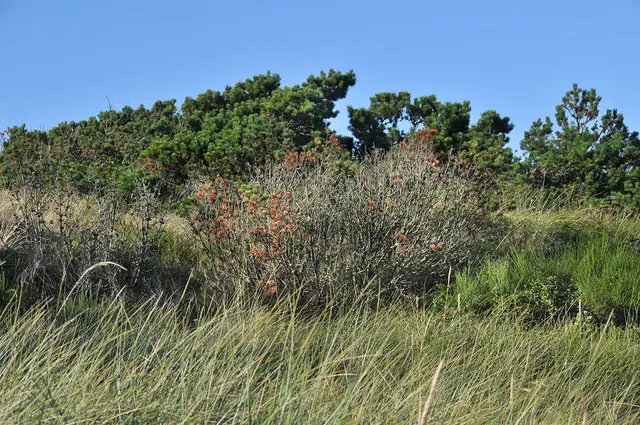 Landschaft nahe Henne Strand