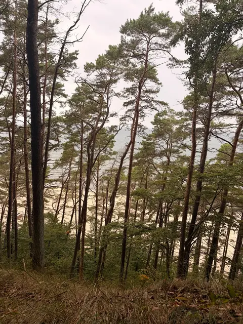 Stimmungsvoller Durchblick durch die Kiefern auf das helle Ufer. | Foto: M.Paltian 