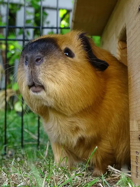 In liebevoller Erinnerung an Eddie (August 2018 - 24.08.2024) (Foto: Katja Woidtke)

Du fehlst... | Foto: Katja Woidtke