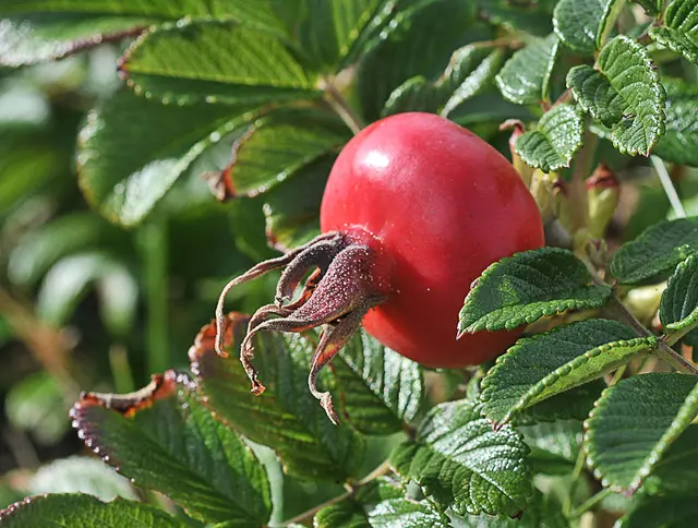 rote, fleischige Hagebutte einer Kartoffelrose 