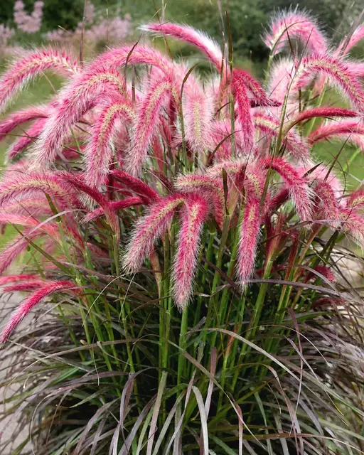 Das Lampenputzergras beeindruckt im Spätsommer mit seinen flauschigen, rosafarbenen Blütendolden und bringt Schwung ins Beet. | Foto: farmergracy 