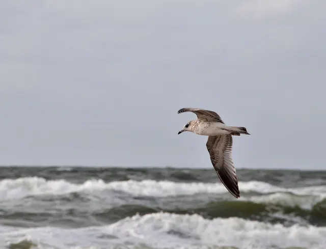 Am Hennestrand auf Jütland
