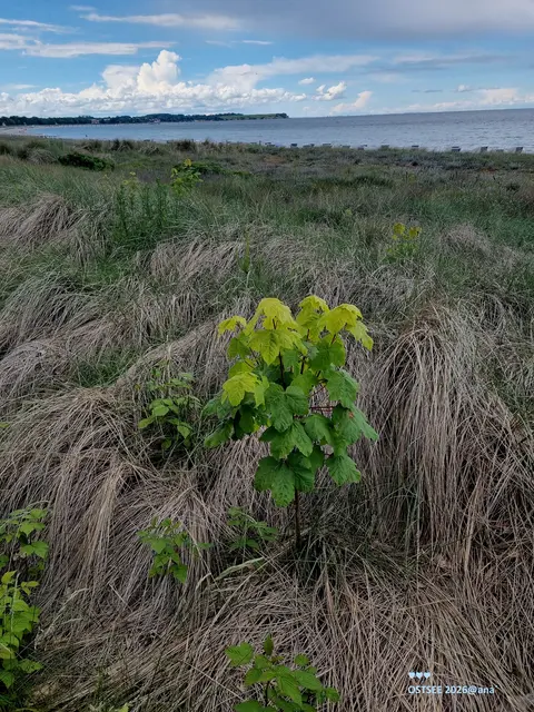 ... pflanzt mehr ...  BÄUME🌳💚🌳!!!
BITTE🤍

OSTSEE-Erinnerungen ...

einfach soooo´ 


Juni 2026@AnastasiA
bei Boltenhagen/Ostsee♥
