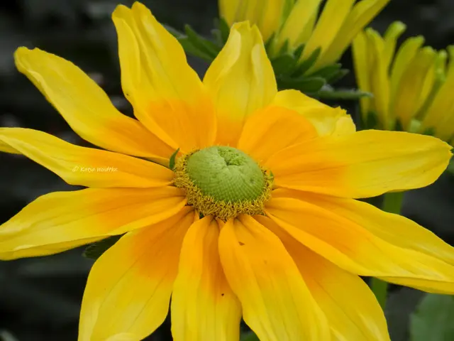 Sonnenhut Rudbeckia hirta