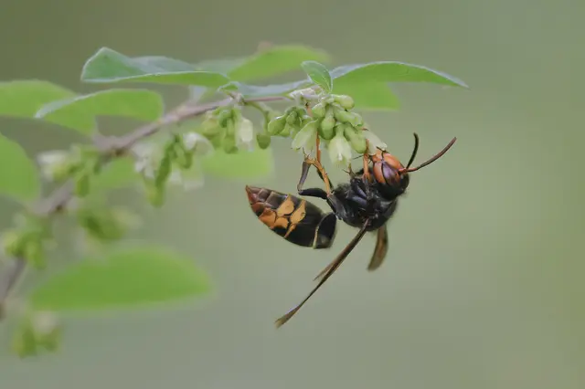 Wespentaille bei der asiatischen Hornisse. Wie dünn kann der Übergang zwischen Vorder- und Hinterteil (Thorax und Abdomen) des Insektes eigentlich sein? Im Hinterteil liegen unter anderem das Herz, das Verdauungssystem und die Fortpflanzungsorgane.