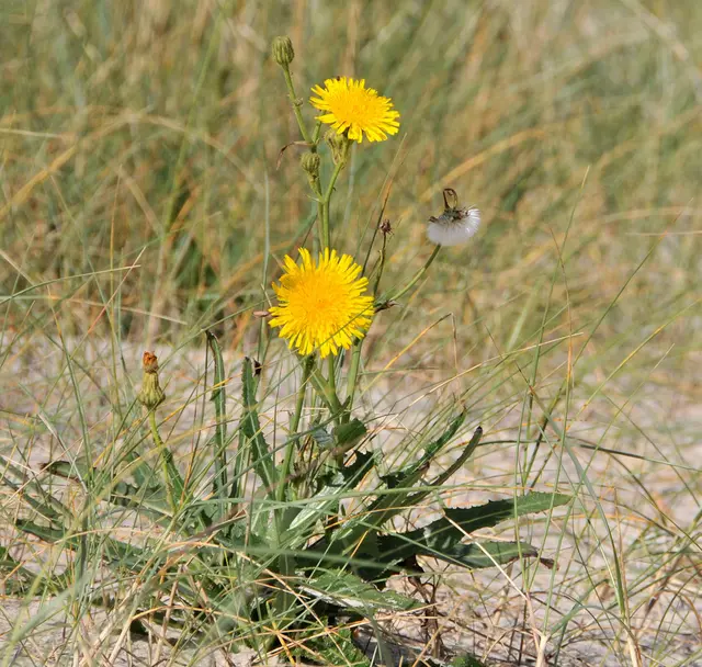 Laut Internet eine Acker-Gänsedistel (Sonchus arvensis)