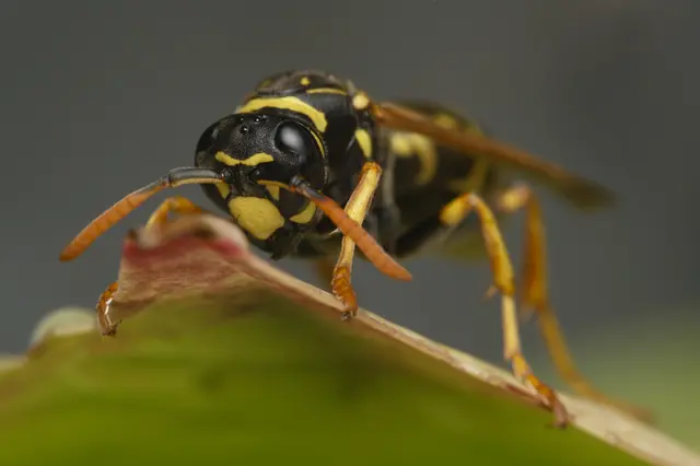Die Haus-Feldwespe gilt als nicht so aggressiv, wie ihre Namensvetter. Diese hier machte Station im Garten und ließ sich gut fotografieren. Das Makro lag "zufällig" griffbereit. 