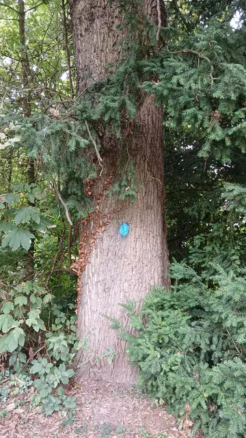 Blaue Markierung (Farbpunkt) am Baumstamm | Foto: Siegmund Walter, 30.08.2026
