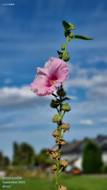 LETZTES JAHR...
Anfang September♥♥♥

...ein sonnig-schöner TAG

ALSO, auf in einen hoffentlich 
schönen SEPTEMBER♥
In wenigen Minuten beginnt er,
der September!!!
:-)))

2025@AnastasiA