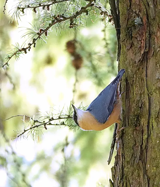 Ein Kleiber im Schmutterpark