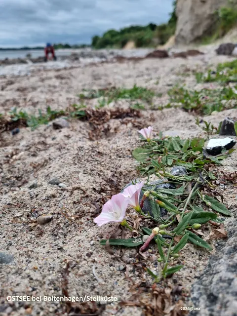 OSTSEE-Steilküsten-Strand-Spaziergang

Boltenhagen
am Meer
ein wenig 
anderSehen ♥


Juni 2026@AnastasiA