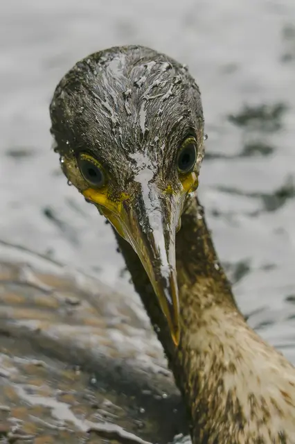 Sieht ein wenig „bedröppelt“ aus ...
und ist es auch. Der Kormoran ist nach einem seiner vielen Tauchgänge naß, seine Federn sind nicht wasserdicht, das Tier produziert kaum fettendes Sekret für sein Federkleid. Bei anderen Vögeln ist das anders, daher perlt das Wasser dort optimal ab. 

Dass das beim Kormoran nicht so ist, hat aber auch Vorteile: Beim Tauchen entsteht durch das nasse Gefieder kein störendes Luftpolster unter den Federn. 