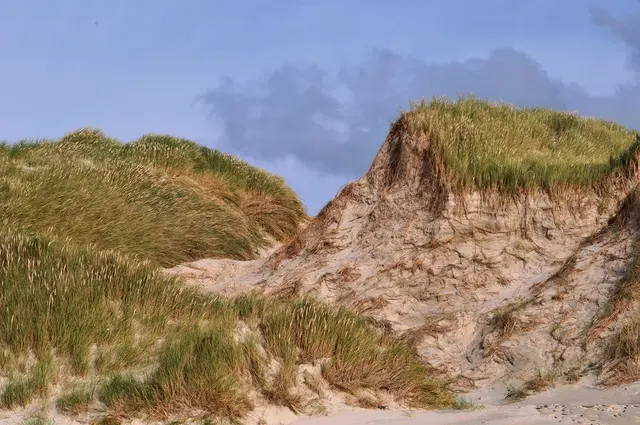 Dünen bei Henne Strand