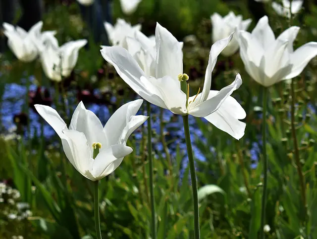weiße Tulpen