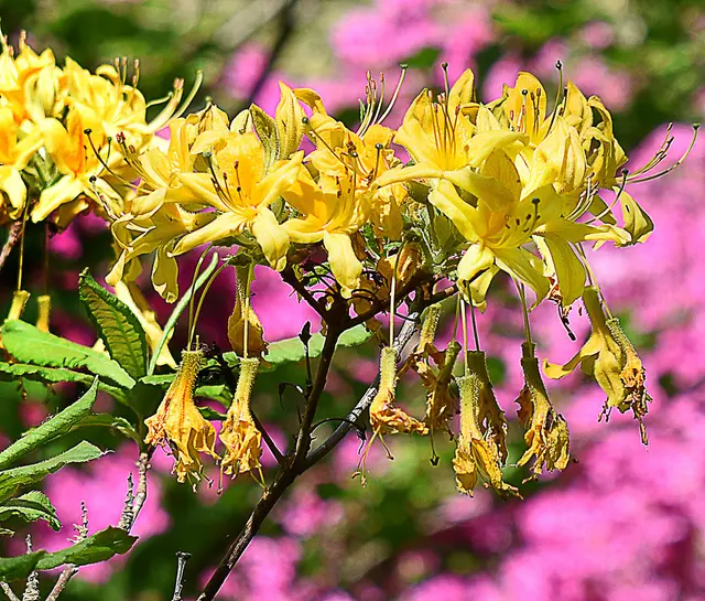 Gelbe Azalee (Rhododendron luteum)