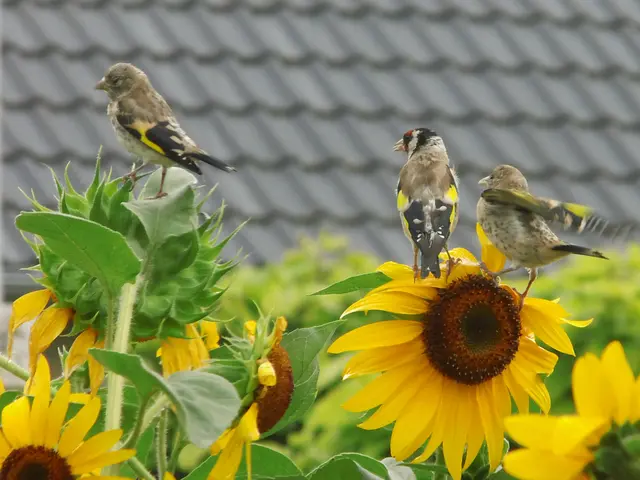 Ein Stieglitz, auch bekannt als Distelfink, sitzt mit zwei Jungen auf Sonnenblumen. | Foto: Siegmund Walter, 01.09.2026, 11:43 Uhr